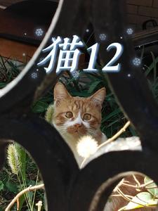 猫12色是什么意思